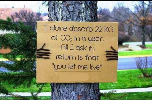 من به تنهایی ۲۲ کیلوگرم دی‌اکسید‌کربن را در یک سال جذب می‌کنم، همه آنچه از شما می‌خواهم: